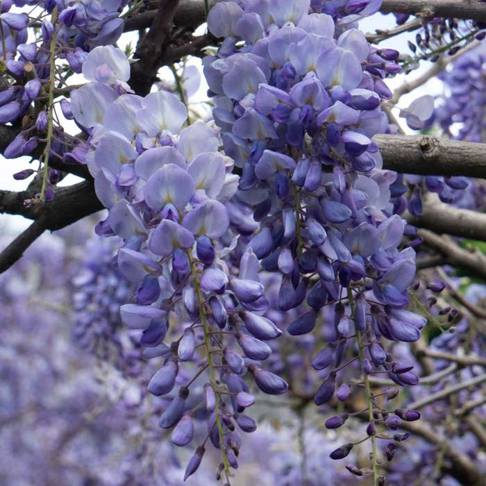 Wisteria sinensis 'Prolific' — 17cm / 2L