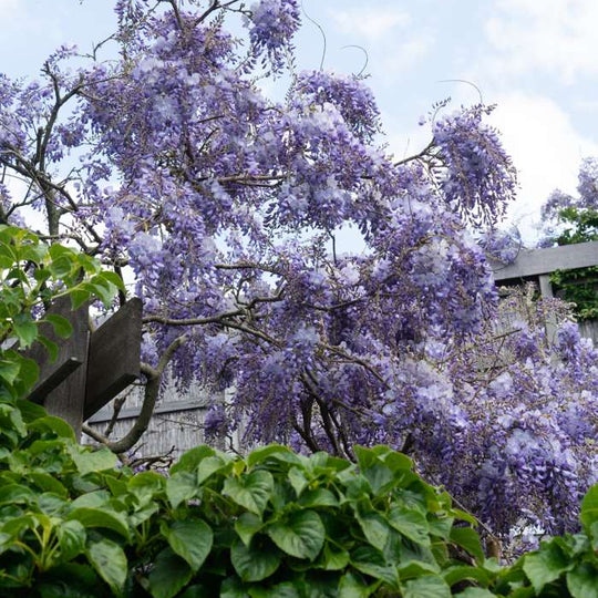 Wisteria sinensis 'Prolific' Plants - Outdoor GROW TROPICALS