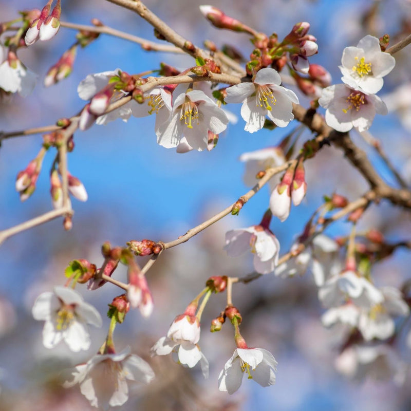 Prunus incisa 'Kojo-no-mai' Plants - Outdoor GROW TROPICALS