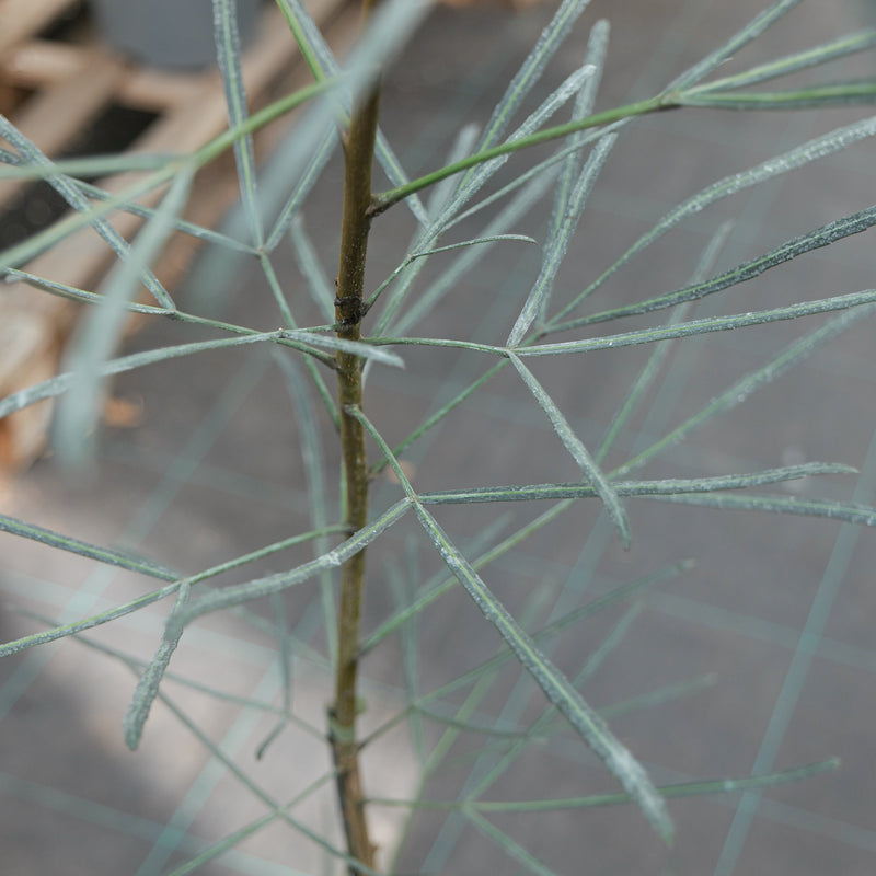 Pseudopanax crassifolius f. trifoliolatus Plants - Outdoor GROW TROPICALS