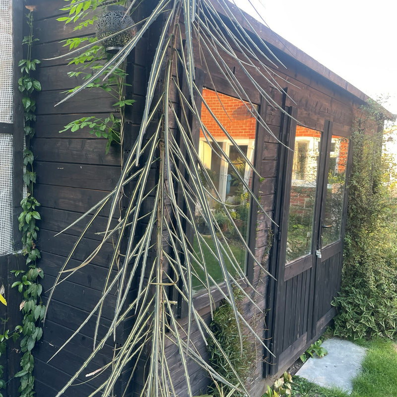 Pseudopanax crassifolius Plants - Outdoor GROW TROPICALS