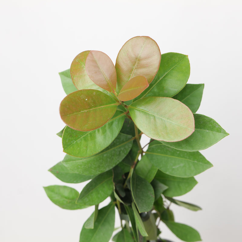 Psidium cattleyanum Plants - Outdoor GROW TROPICALS