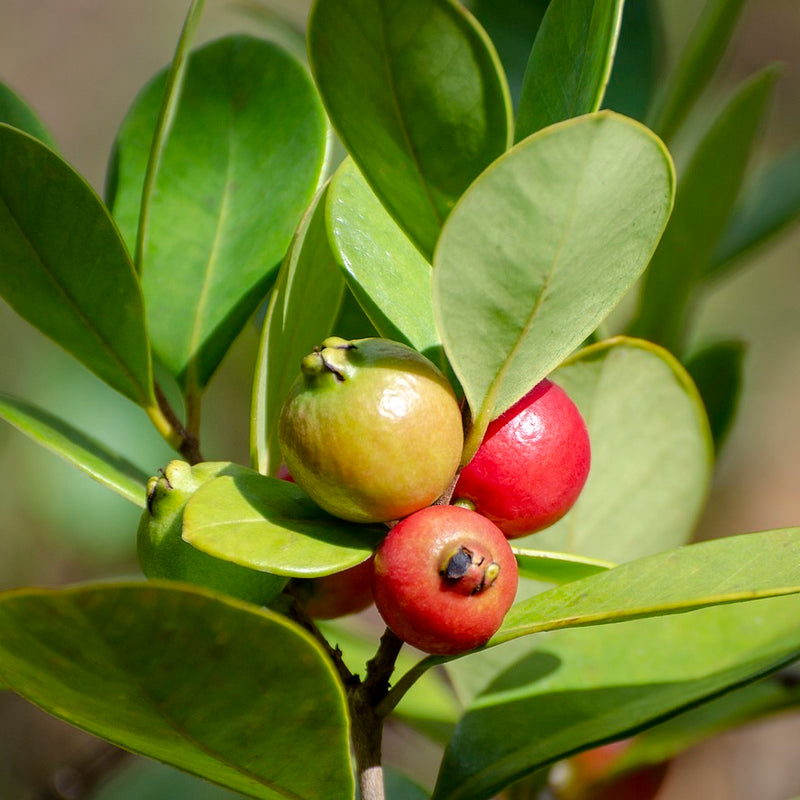 Psidium cattleyanum Plants - Outdoor GROW TROPICALS