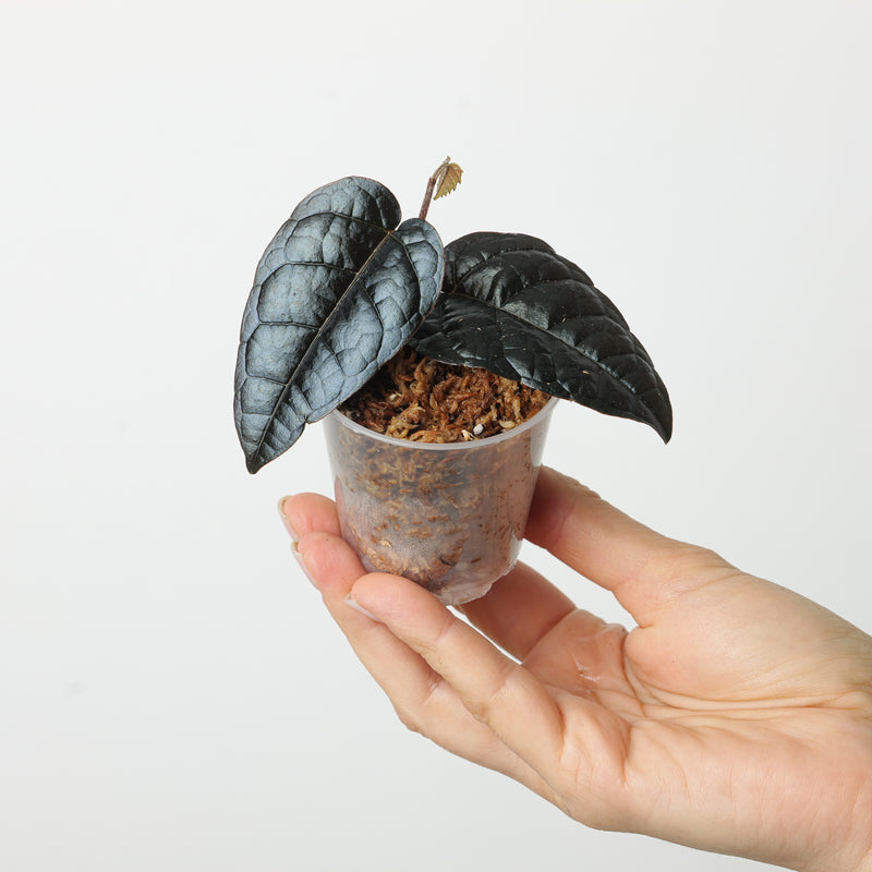 Pterisanthes sp. 'Black' Plants GrowTropicals