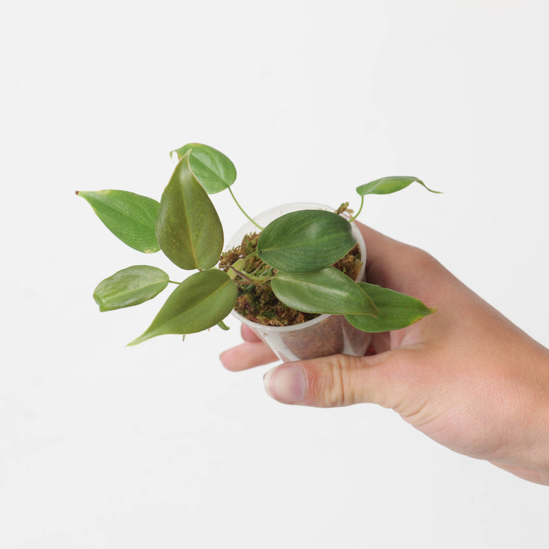 Philodendron pteropus Plants GrowTropicals