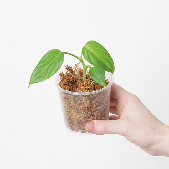 Philodendron pterotum 'Andes' Plants GrowTropicals