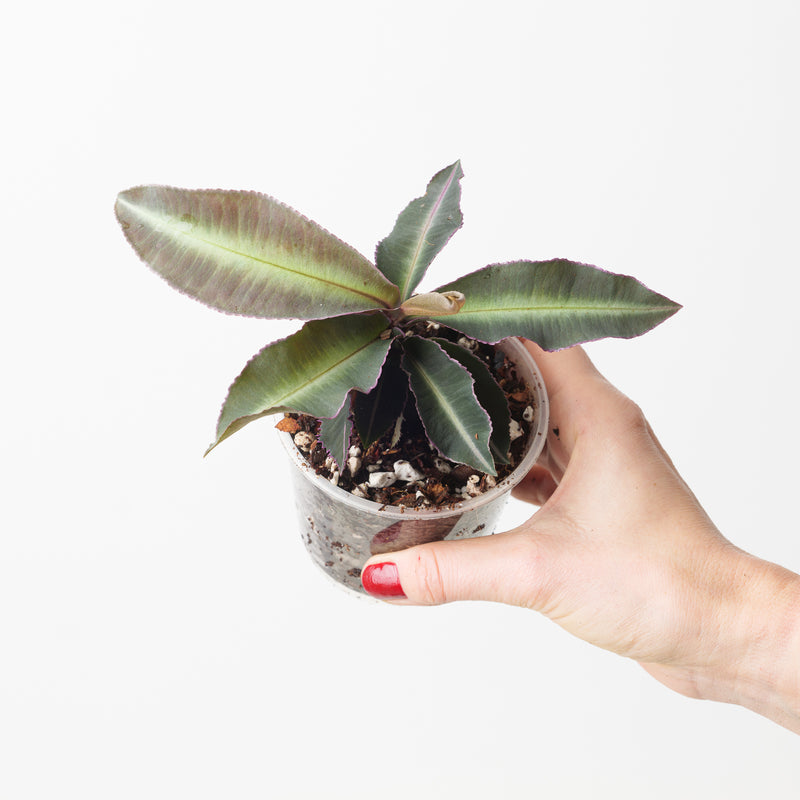 Labisia pumila 'Stripe' 12cm Plants GrowTropicals