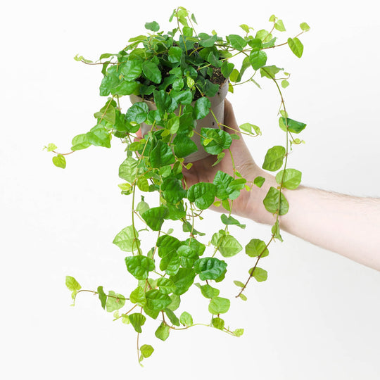 Ficus pumila Plants GrowTropicals