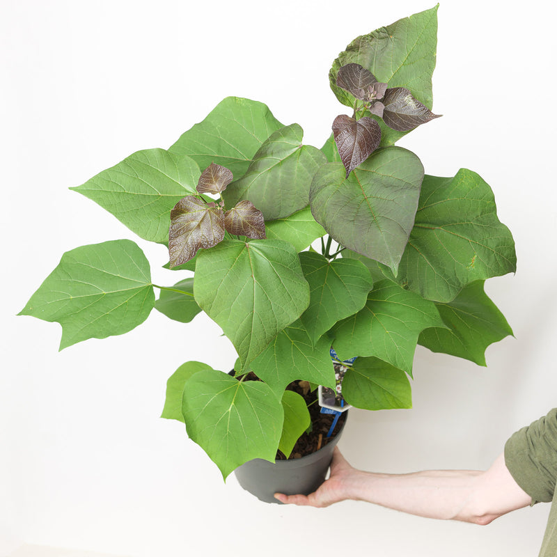 Catalpa erubescens 'Purpurea' Plants - Outdoor GROW TROPICALS