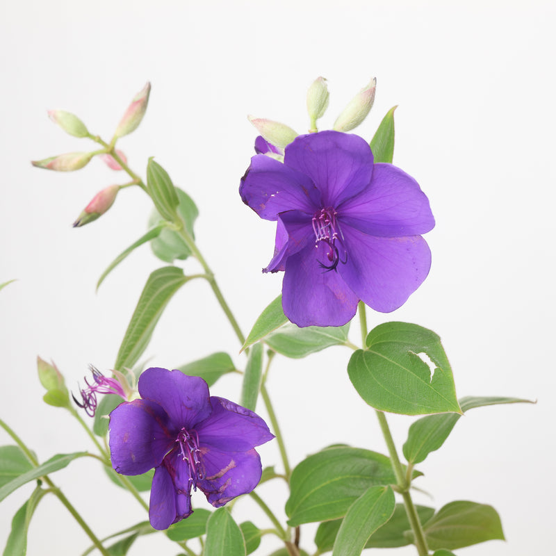 Pleroma foveolatum 'Purple Moon' Plants - Outdoor GROW TROPICALS