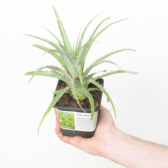 Puya chilensis 9cm / 0.5L Plants - Outdoor GROW TROPICALS