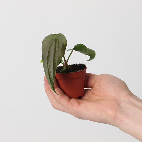 Anthurium 'Queen of Hearts' 6cm Plants GrowTropicals