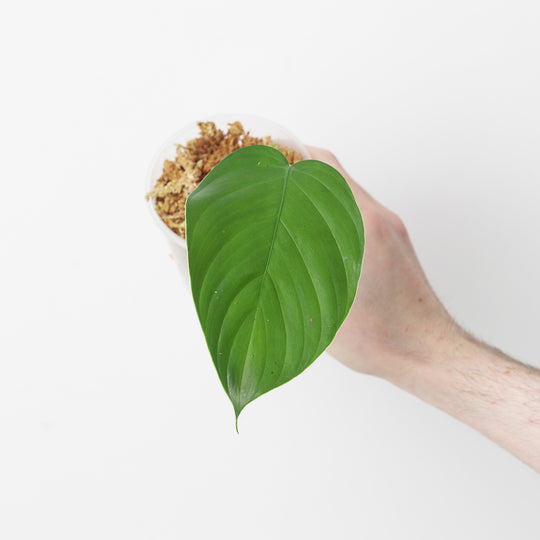 Philodendron queleii 'Round' 9cm Plants GrowTropicals