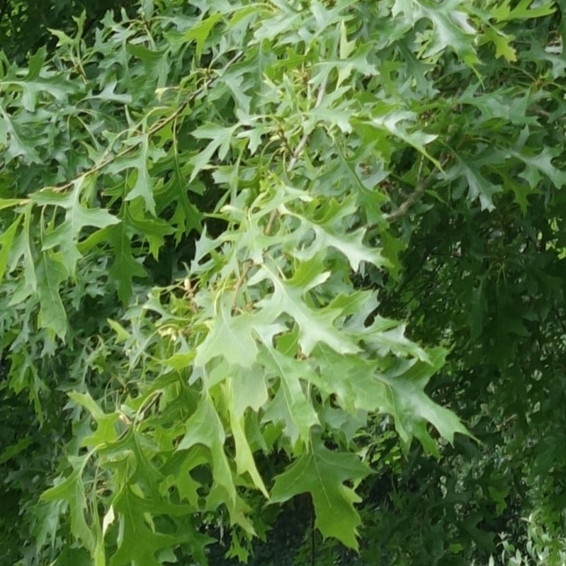 Quercus palustris Plants - Outdoor GROW TROPICALS