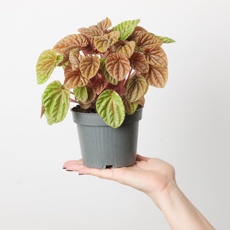 Peperomia caperata 'Quito Lime' Plants GrowTropicals