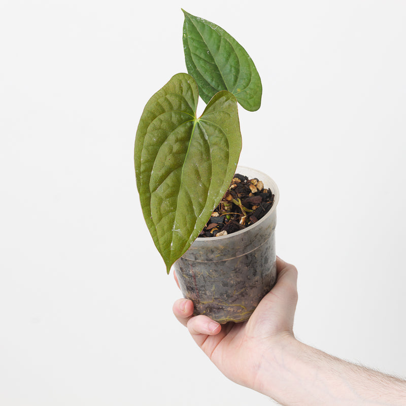 Anthurium papillilaminum RA #5 x luxurians — 12cm