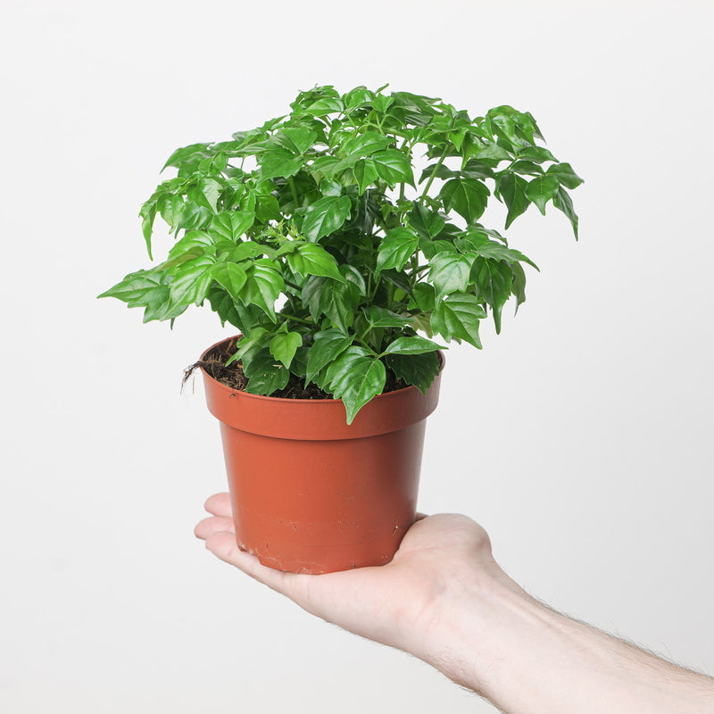 Radermachera Sinica 12cm Plants GrowTropicals