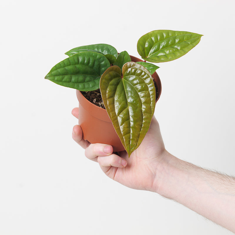 Anthurium radicans x luxurians Plants GrowTropicals