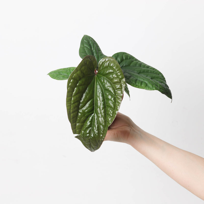 Anthurium radicans x luxurians Plants GrowTropicals