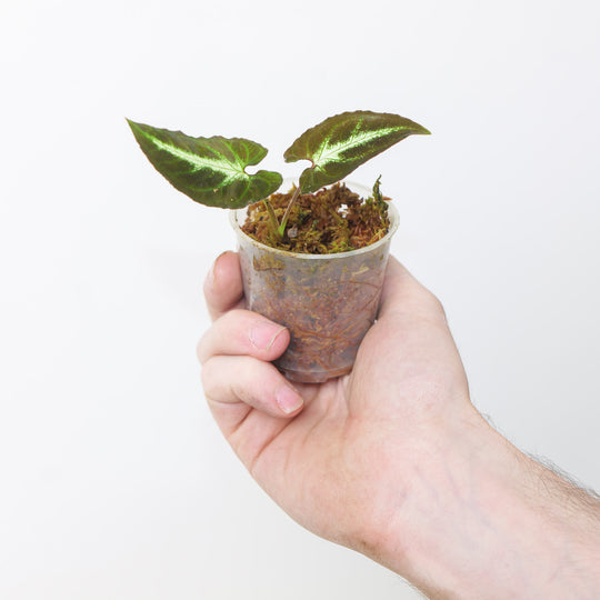 Syngonium rayii 6cm Plants GrowTropicals
