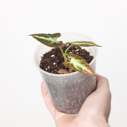 Syngonium rayii 9cm (Exact Plant) Plants GrowTropicals