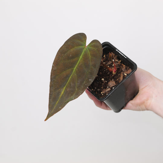 Anthurium (RC x Fort Sherman) x Midnight Stranger Plants GrowTropicals
