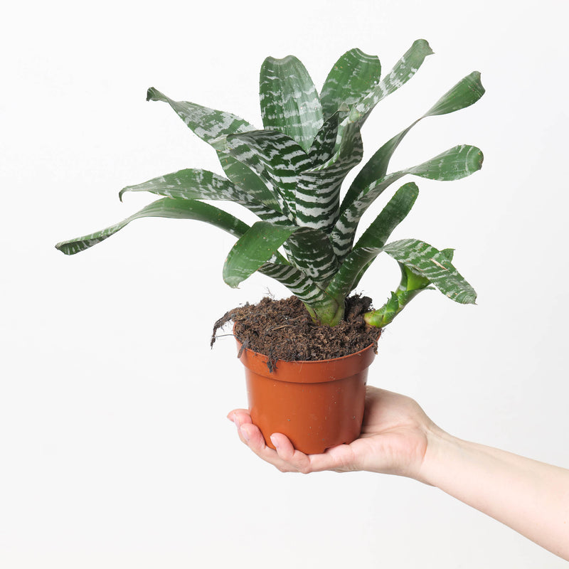 Aechmea Rebecca Plants GrowTropicals