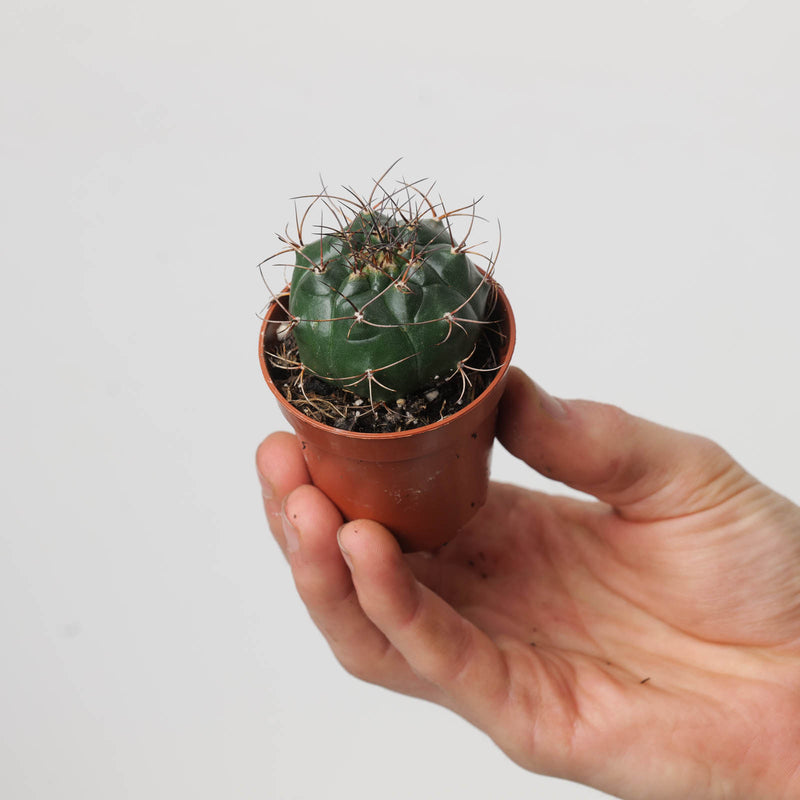 Matucana rebutiiflora Plants GrowTropicals