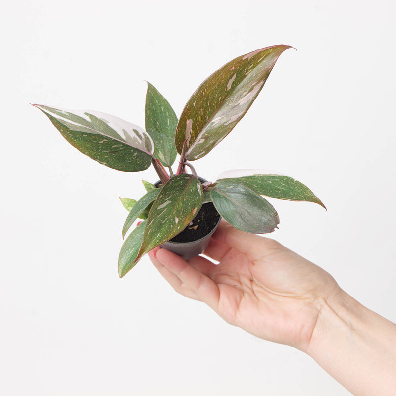 Philodendron Red Anderson 6cm Plants GrowTropicals