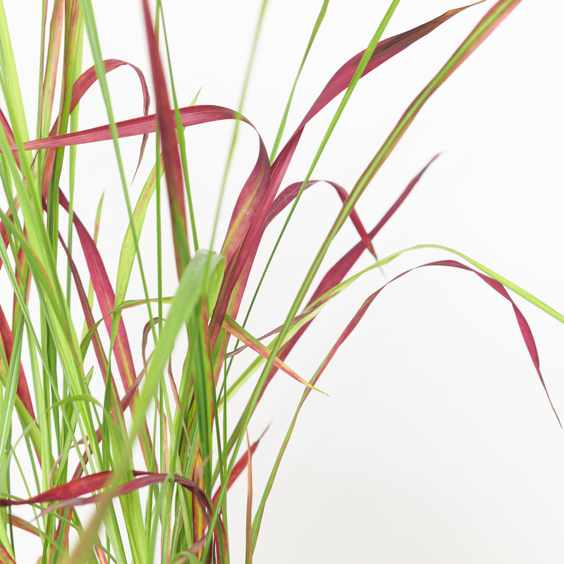 Imperata cylindrica Red Baron Plants - Outdoor GROW TROPICALS