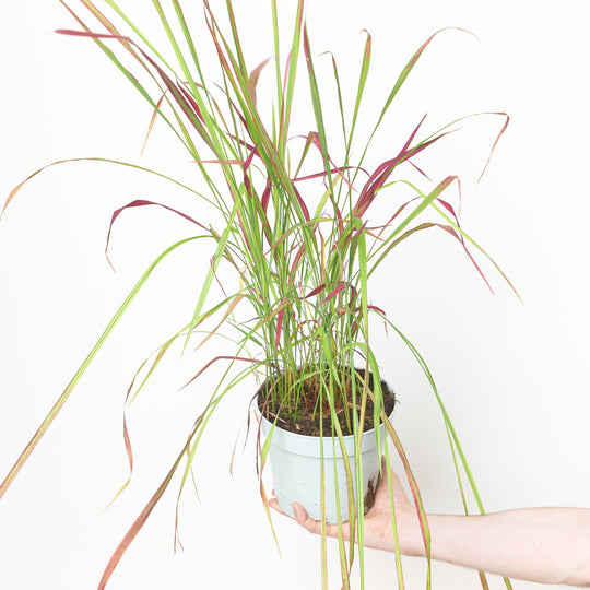 Imperata cylindrica Red Baron 17cm / 2L Plants - Outdoor GROW TROPICALS