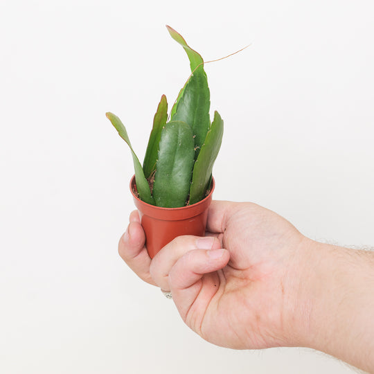 Rhipsalis 'Red Coral' 6cm Plants GrowTropicals