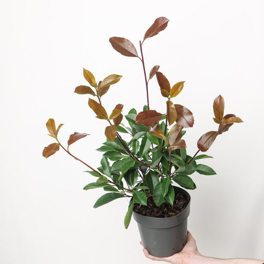 Photinia × fraseri 'Red Robin' Plants - Outdoor GROW TROPICALS