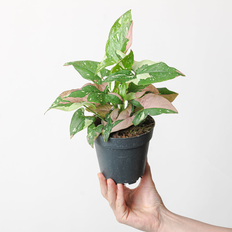 Syngonium Red Spot Tricolor Plants GrowTropicals