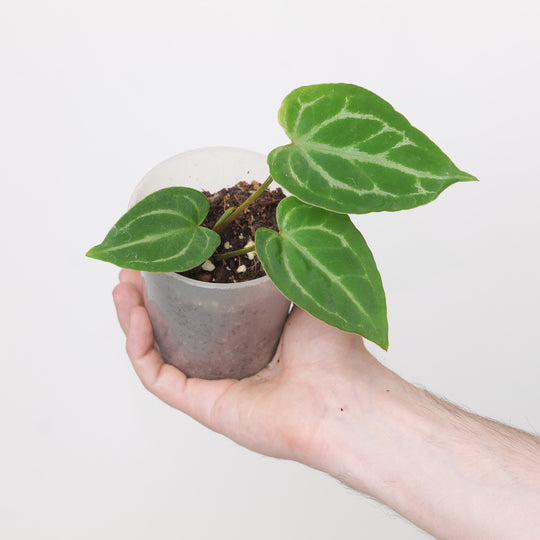 Anthurium 'Red Tiger' 9cm Grower's Choice Plants GrowTropicals