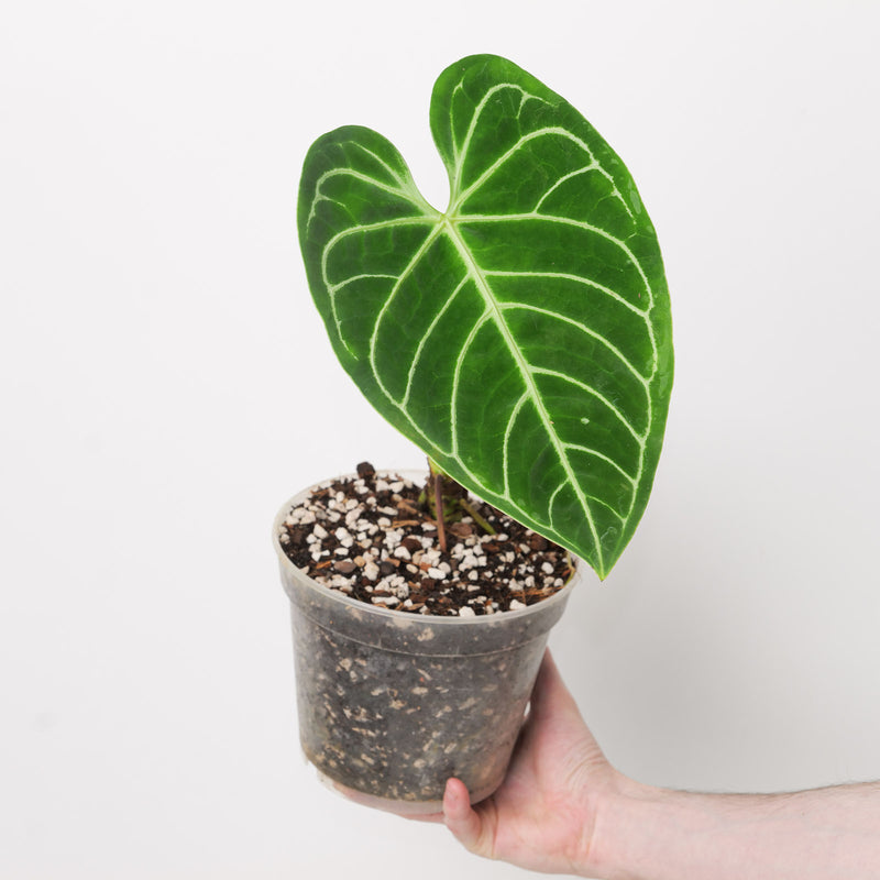 Anthurium regale 17cm Plants GrowTropicals