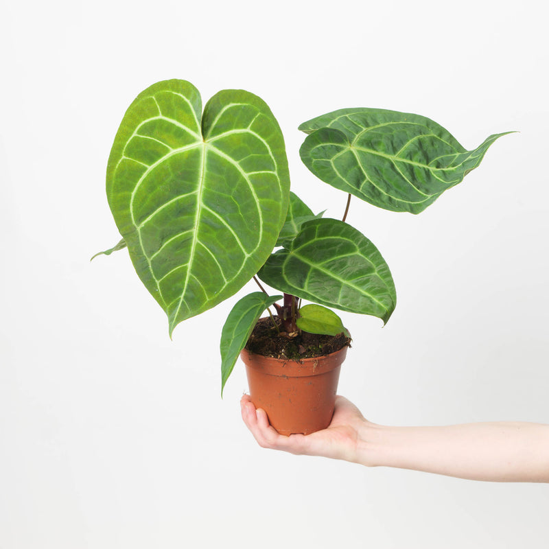 Anthurium magnificum x regale Plants GrowTropicals