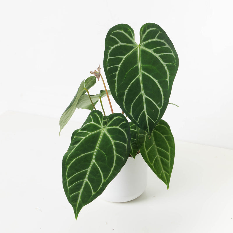 Rare Anthurium Bundle Plant Bundle GrowTropicals