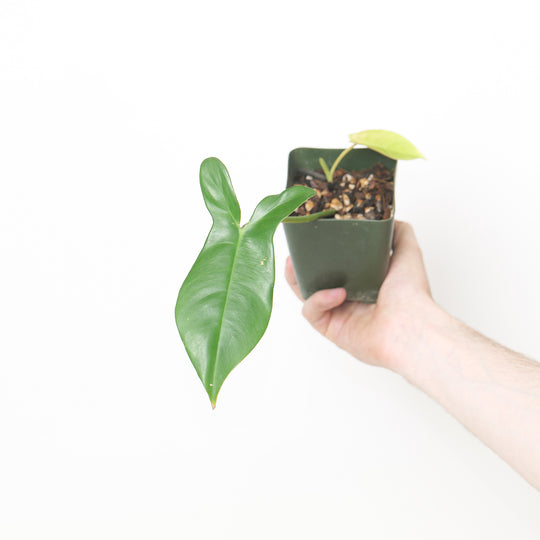 Philodendron × Reginae Plants GrowTropicals