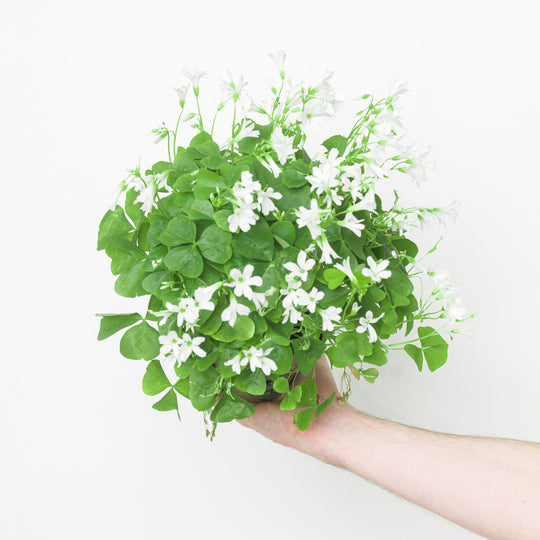 Oxalis regnellii Plants - Outdoor GROW TROPICALS