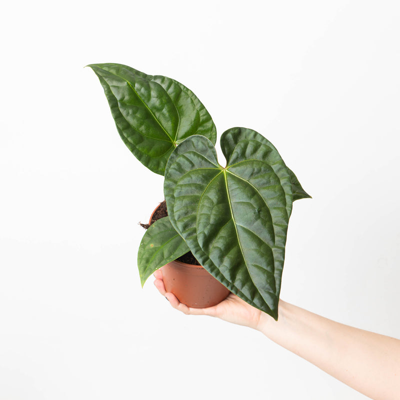 Anthurium regale x luxurians 14cm Plants GrowTropicals