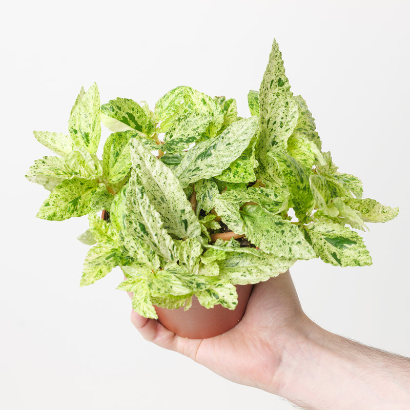Pellionia repens variegated — 12cm