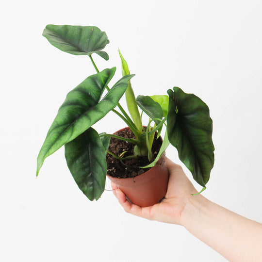 Alocasia 'Reversa' aff 10.5cm Plants GrowTropicals