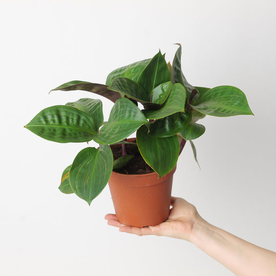 Geogenanthus rhizanthus 15cm Plants GrowTropicals