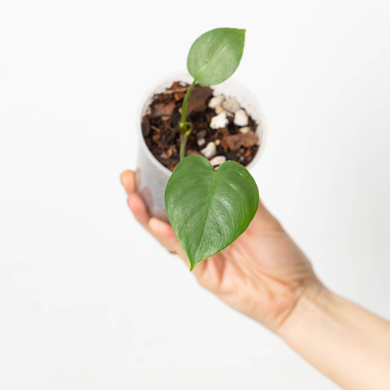 Philodendron rhizomatosum Plants GrowTropicals