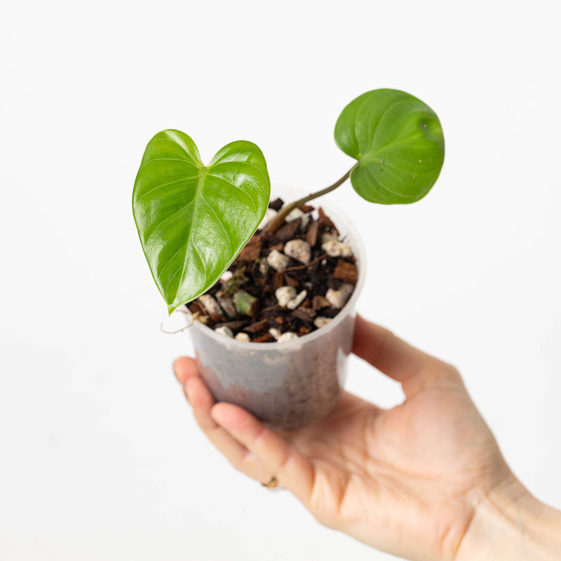 Philodendron rhizomatosum 9cm Plants GrowTropicals
