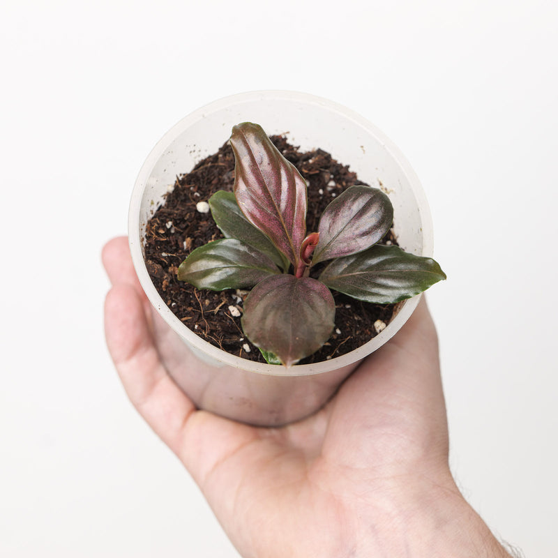 Rhodospatha sp. 'Pink' 9cm (Exact Plant) Plants GrowTropicals