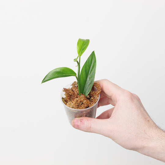 Rhodospatha sp. 'Dark Green Narrow' 6cm Plants GrowTropicals