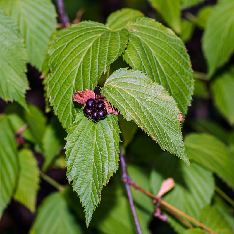 Rhodotypos scandens Plants - Outdoor GROW TROPICALS