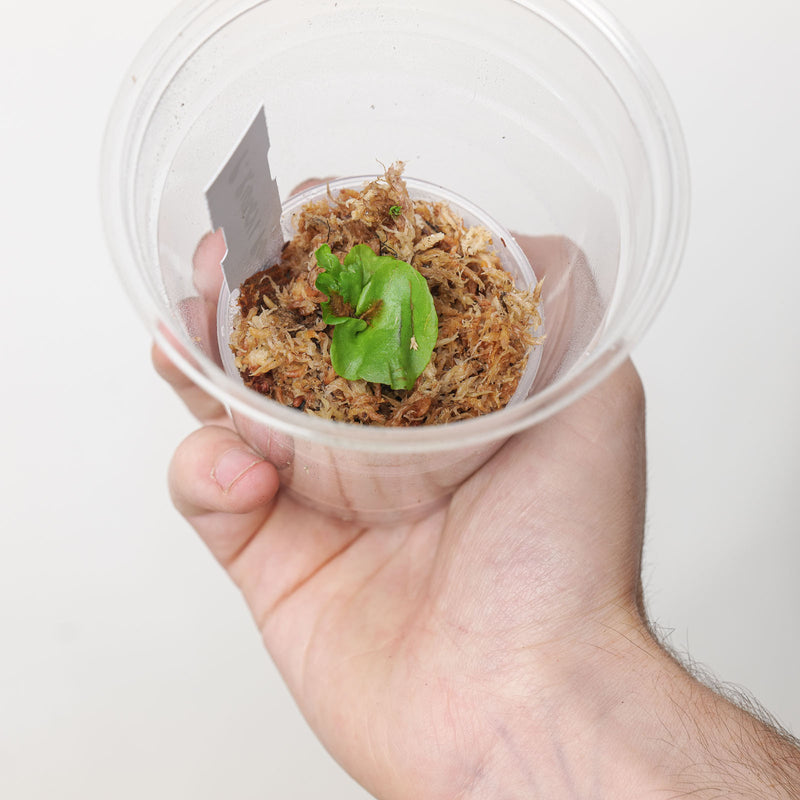 Platycerium Ridyleyi var. Round Swirl (Plantlet) Plants GrowTropicals
